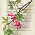 Branch with rosehip berries watercolor Nature study
