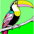 Toucan Tango 3