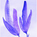 Indigo Petals