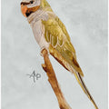 Derbyan Parakeet