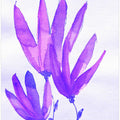 Purple Blossoms