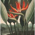 The Queen–Plant from The Temple of Flora (1807)