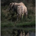 Elephant Mirror
