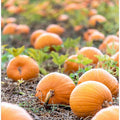 Pumpkin Patch