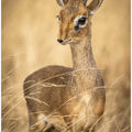 Dik Dik