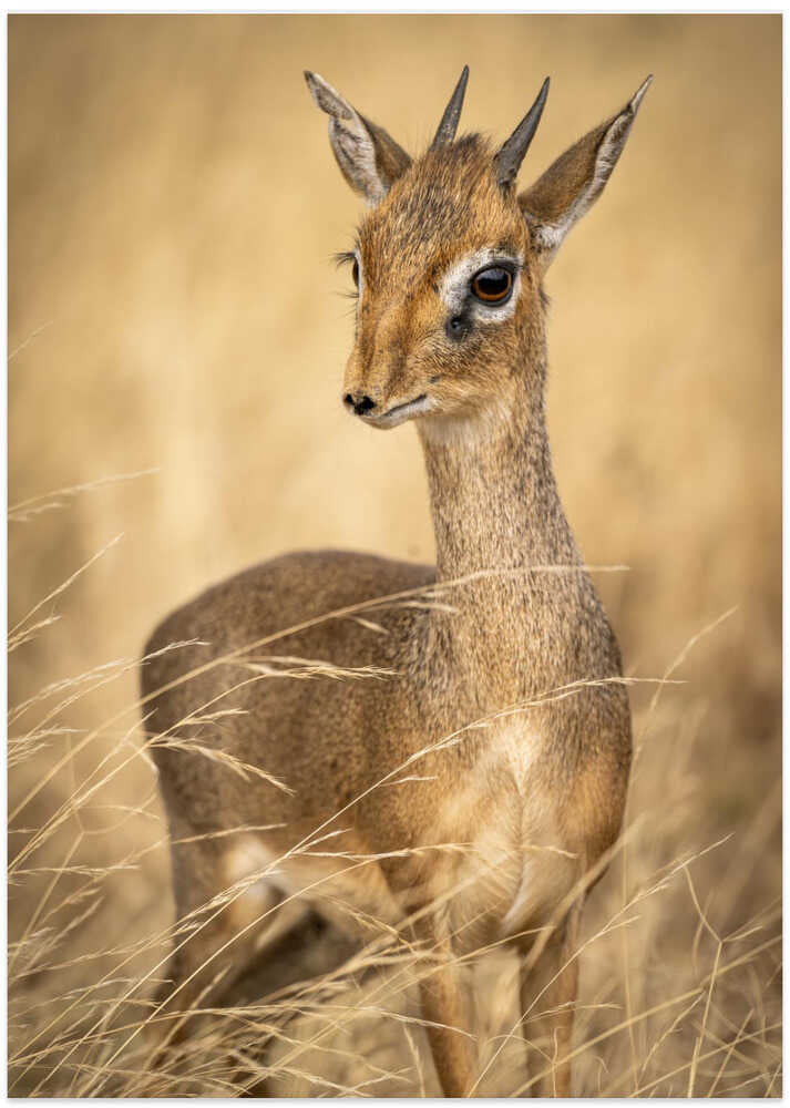 Dik Dik