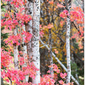 Autumn Aspen Trees