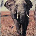 Lonely Elephant