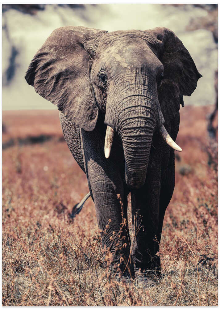 Lonely Elephant