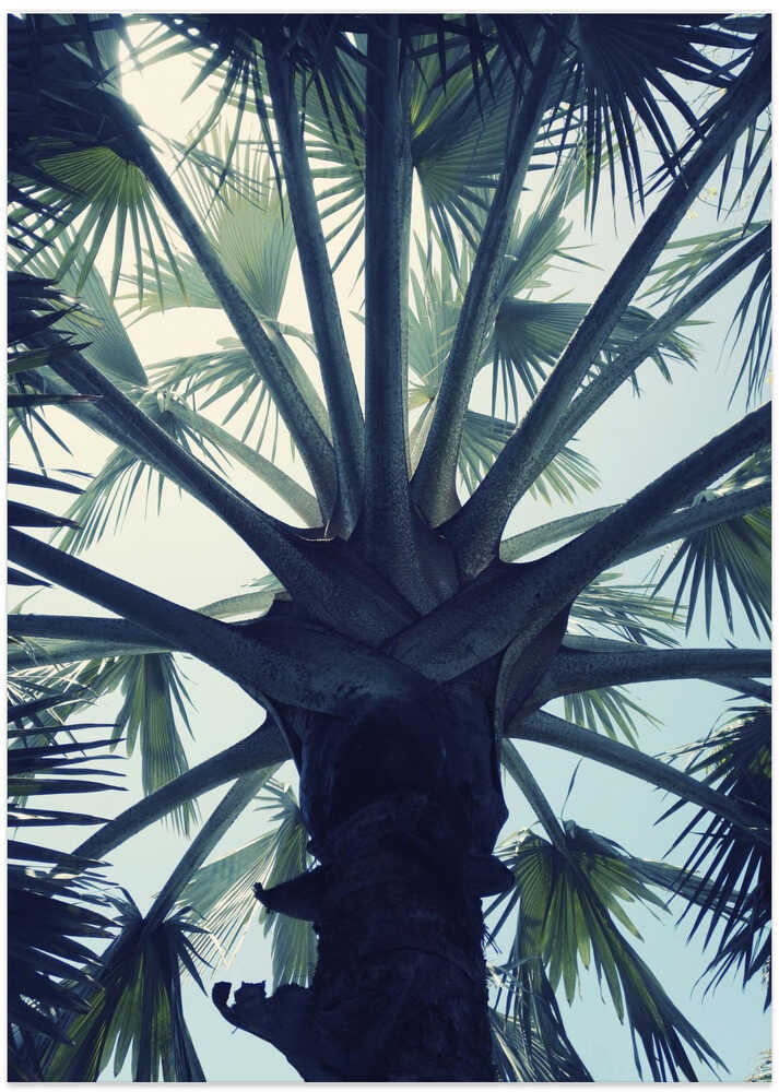 Tropical Tranquillity