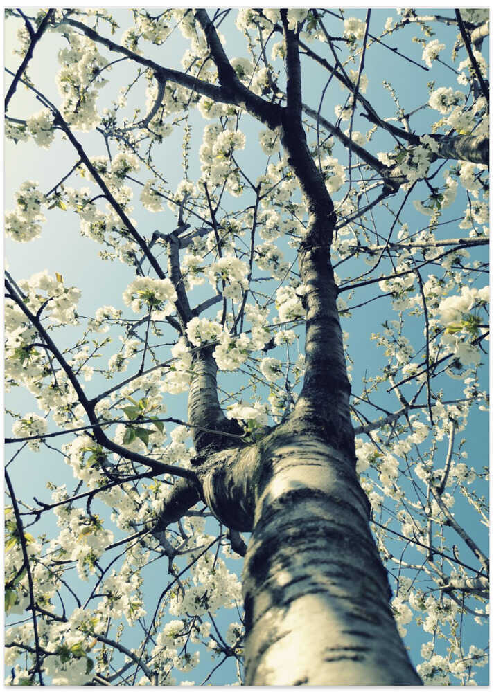 Under the Cherry Tree