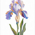 Iris Light