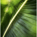 Giant Palm Leaf