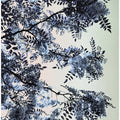 Acacia