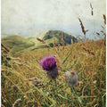 Mountain Thistle