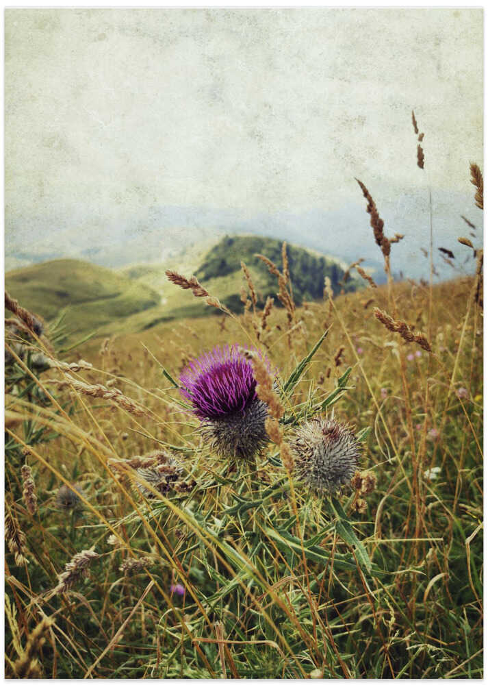 Mountain Thistle