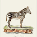 Zebra From Die Säugthiere (1778 1855) By Johann Christian Daniel Von Schreber.