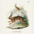 Cape Hare  By Johann Christian Daniel Von Schreber.