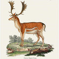 European Fallow Deer  By Johann Christian Daniel Von Schreber.