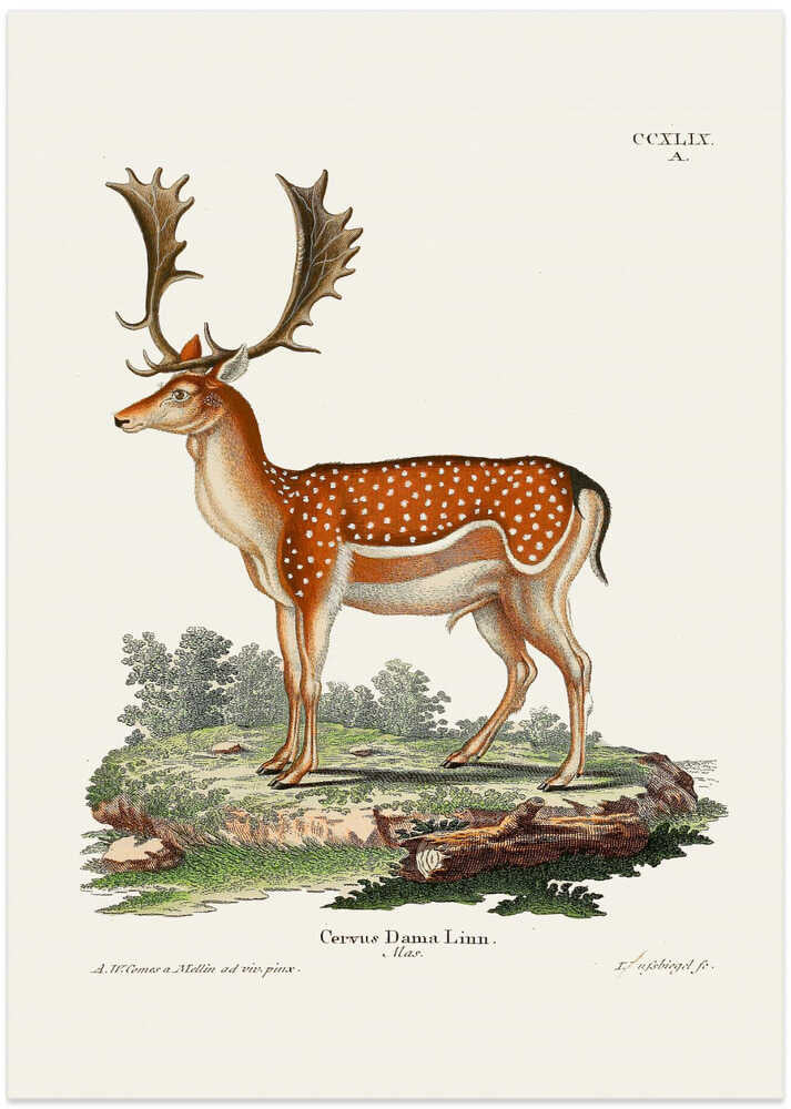 European Fallow Deer  By Johann Christian Daniel Von Schreber.