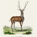 Elk  By Johann Christian Daniel Von Schreber.