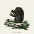 Fox Squirrel  By Johann Christian Daniel Von Schreber.