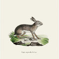 Indian Hare By Johann Christian Daniel Von Schreber.