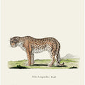 Leopard By Johann Andreas Wagener