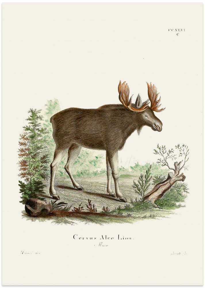 Moose By Johann Christian Daniel Von Schreber.