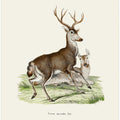Mule Deer By Johann Christian Daniel Von Schreber.