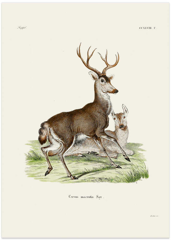 Mule Deer By Johann Christian Daniel Von Schreber.