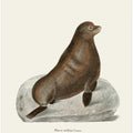 Northern Fur Seal By Johann Christian Daniel Von Schreber.