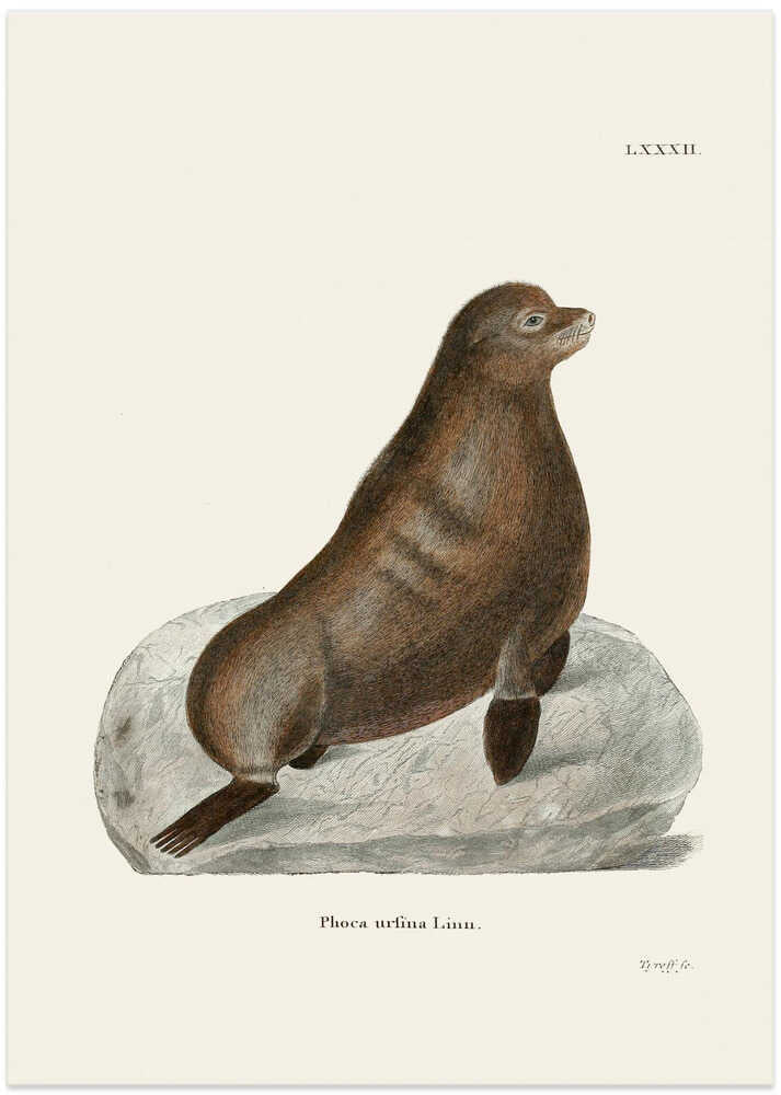 Northern Fur Seal By Johann Christian Daniel Von Schreber.