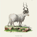 Ovis Aries By Johann Andreas Wagener and Johann Christian Daniel Von Schreber.
