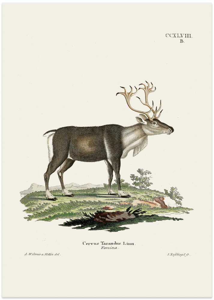 Reindeer By Johann Andreas Wagener and Johann Christian Daniel Von Schreber.