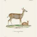 Virginian Deer (1778 1855) By Johann Andreas Wagener and Johann Christian Daniel Von Schreber.