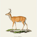 Virginian Deer By Johann Christian Daniel Von Schreber. Copy