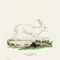White Hare By Johann Christian Daniel Von Schreber