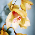 Orchids (14)