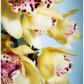 Orchids (9)