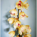 Orchids (1)
