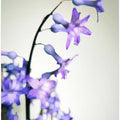 Hyacinth (1)