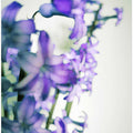 Hyacinth (2)