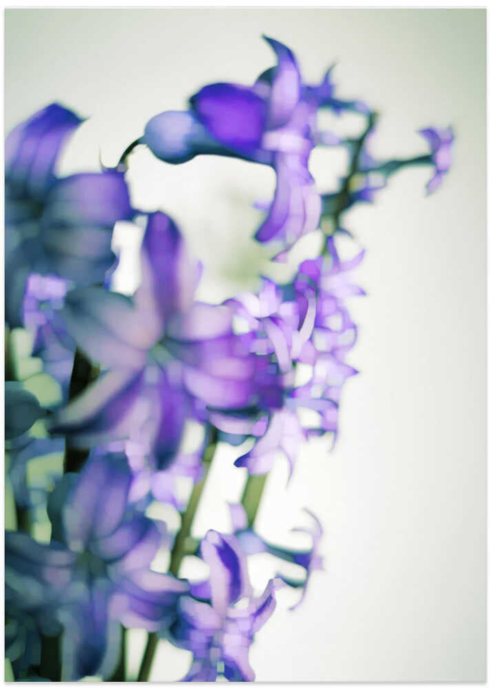Hyacinth (2)