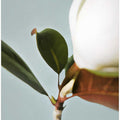 Magnolia Stem