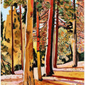 Sunlit Pines