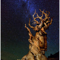 Bristlecone Pine