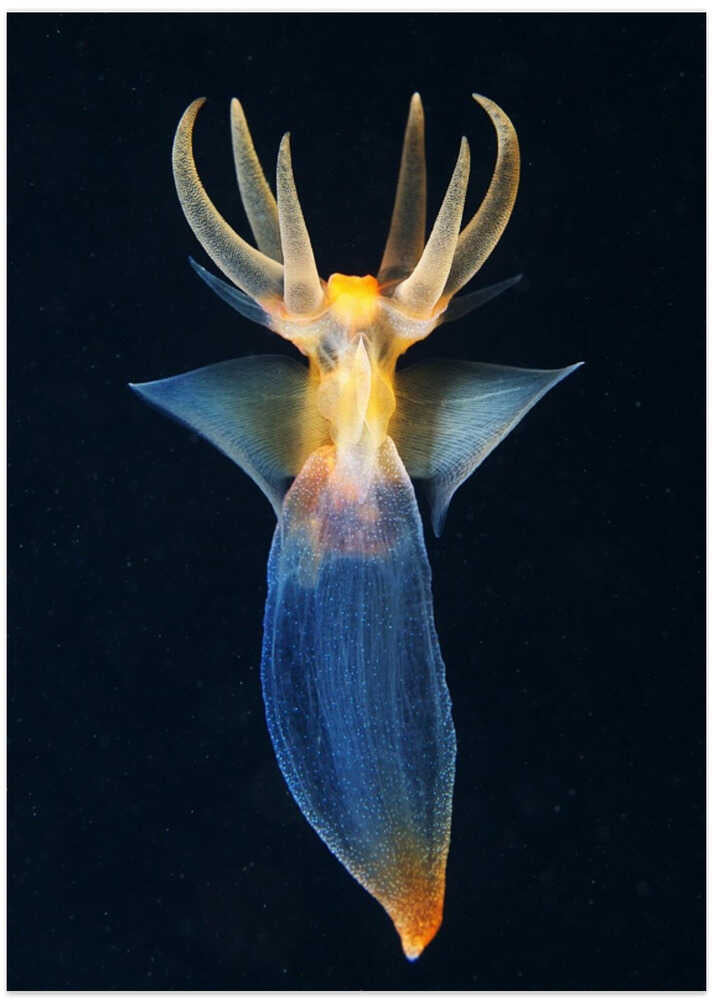 Evil King of the Abyss