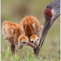 Sandhill Crane with Chicks