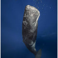 Candle sperm whale
